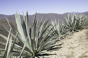A Trip into Mezcal Country
